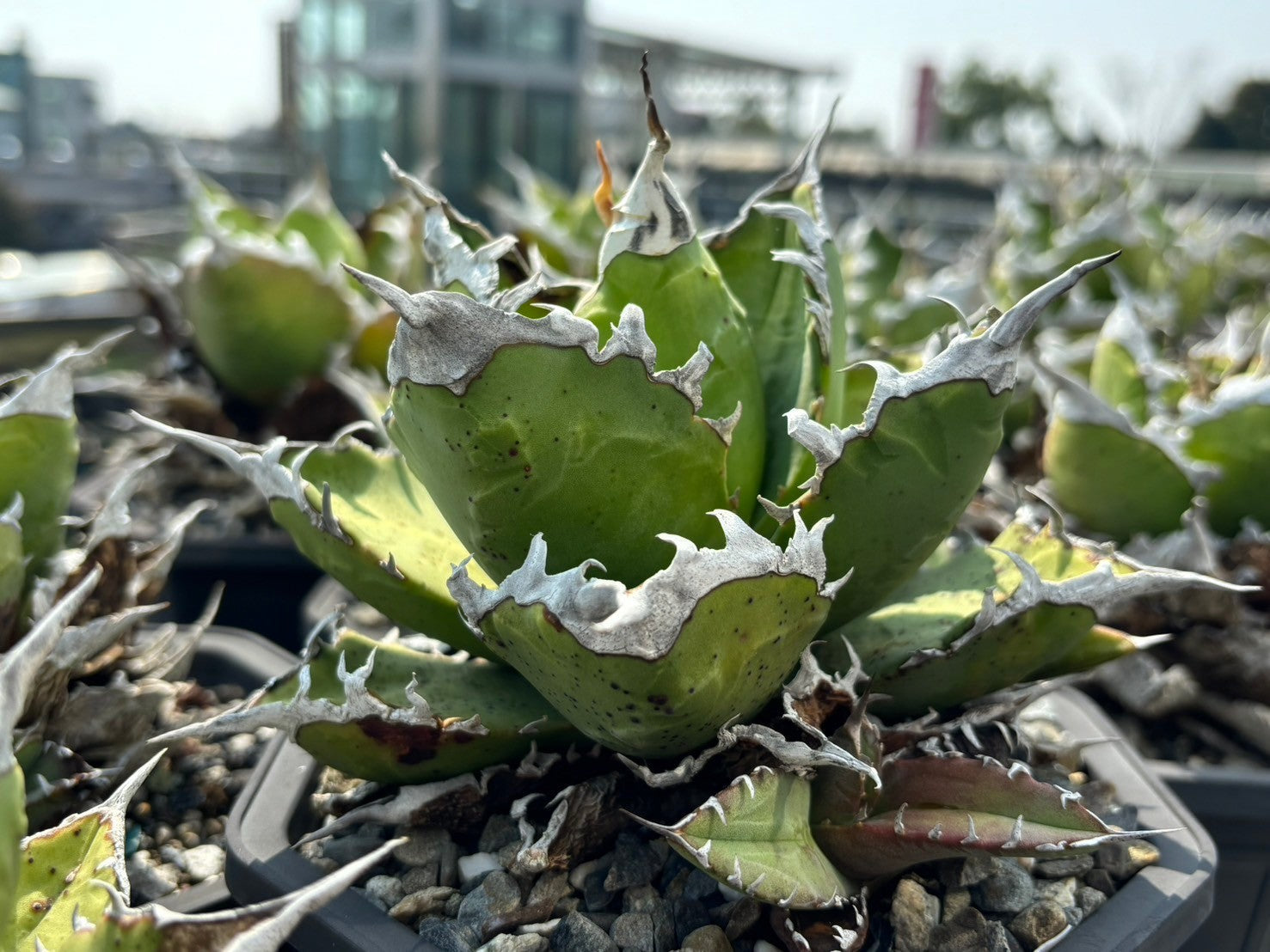 アガベ・シュリンプ台湾仕入旅「柴田めちゃウケます」