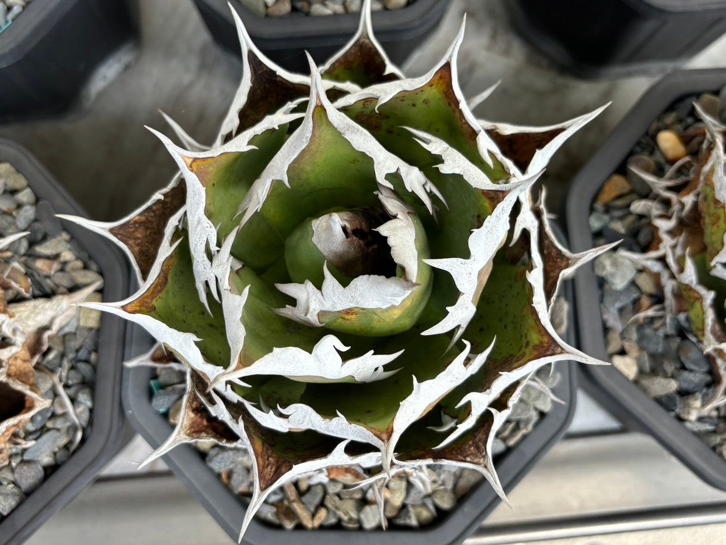 アガベ・シュリンプ台湾仕入旅 2日目「アガベ購入」