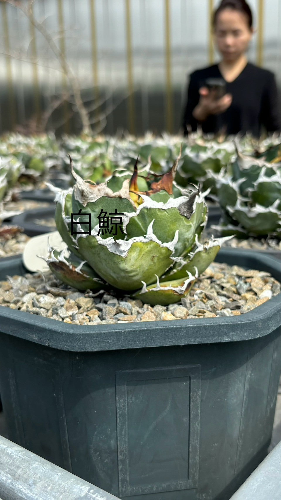 アガベ・シュリンプ台湾仕入旅 2日目「英語しゃべれるもん」