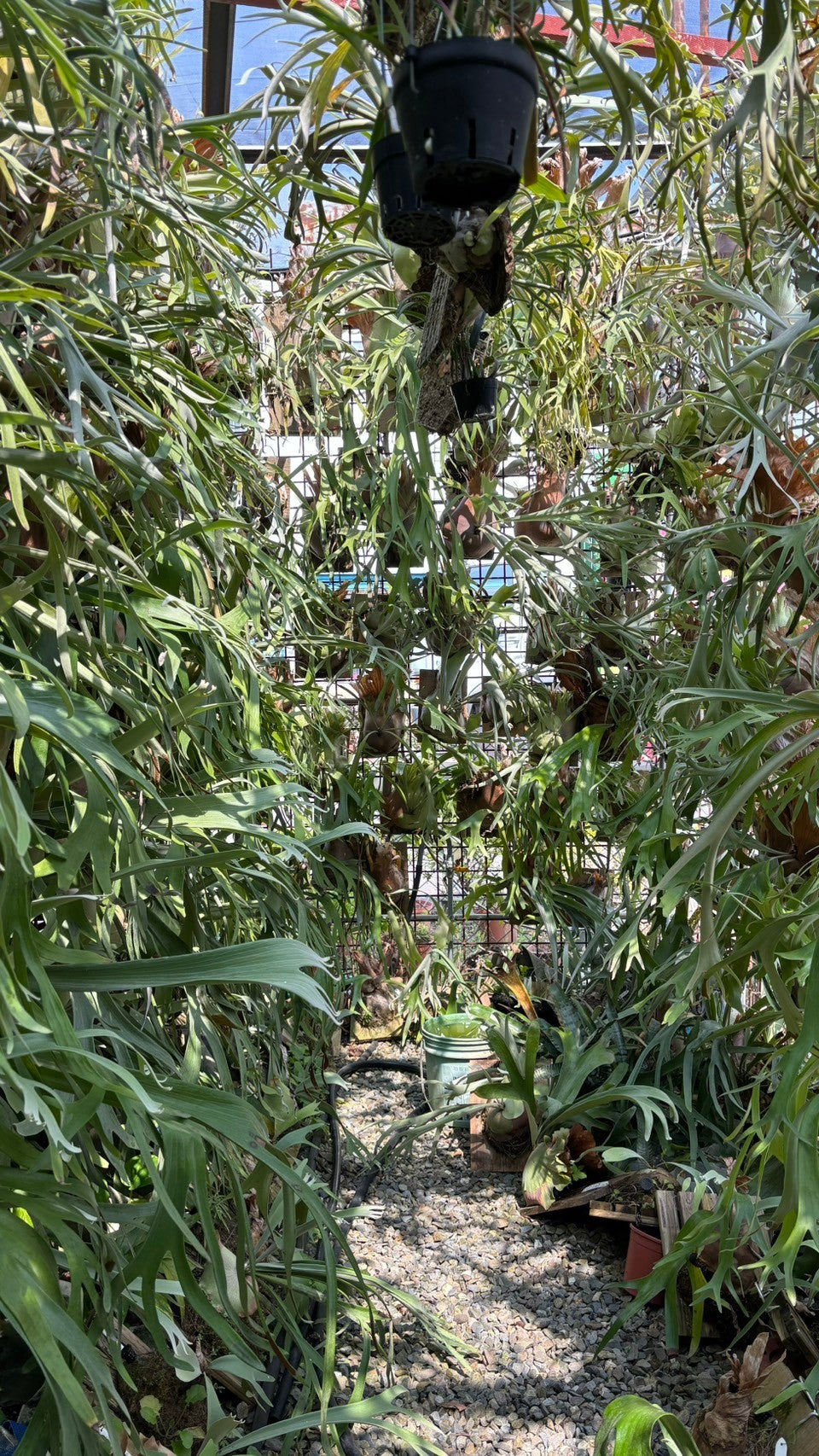 アガベ・シュリンプ台湾仕入旅 2日目 「遂に到着!?」