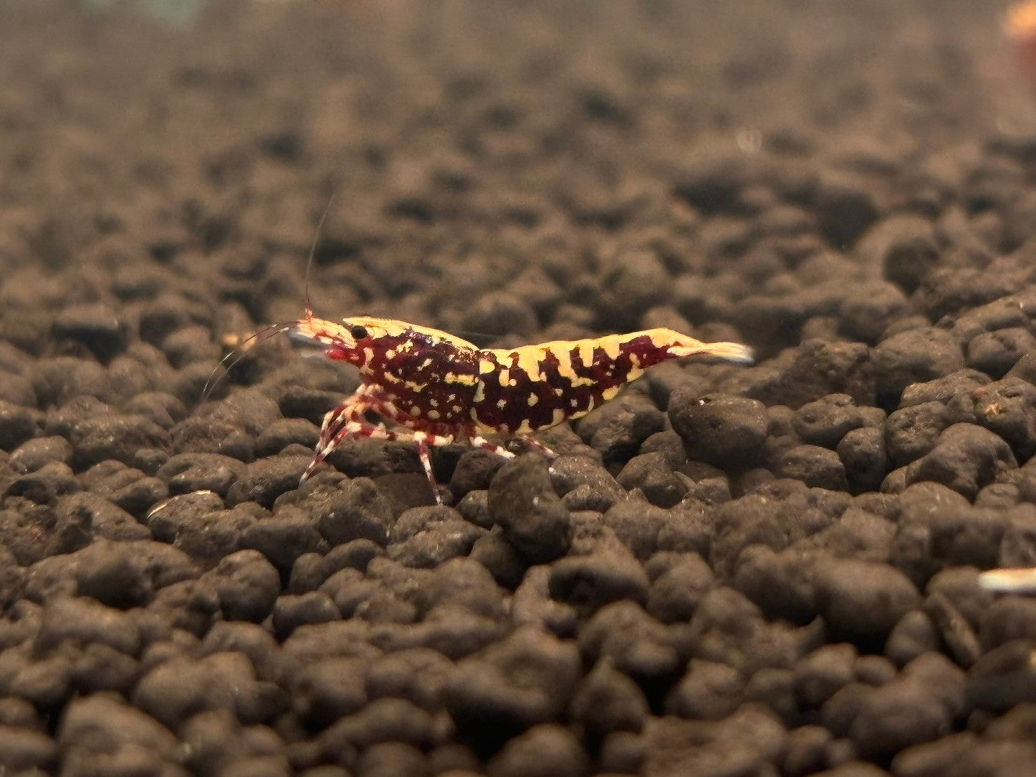 アガベ・シュリンプ台湾仕入旅 1日目