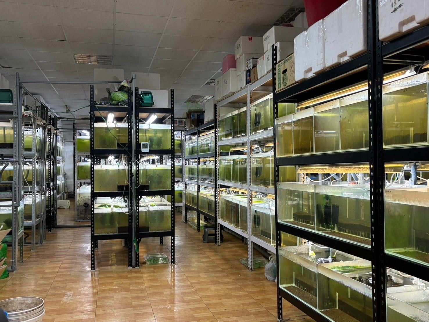 アガベ・シュリンプ台湾仕入旅 1日目