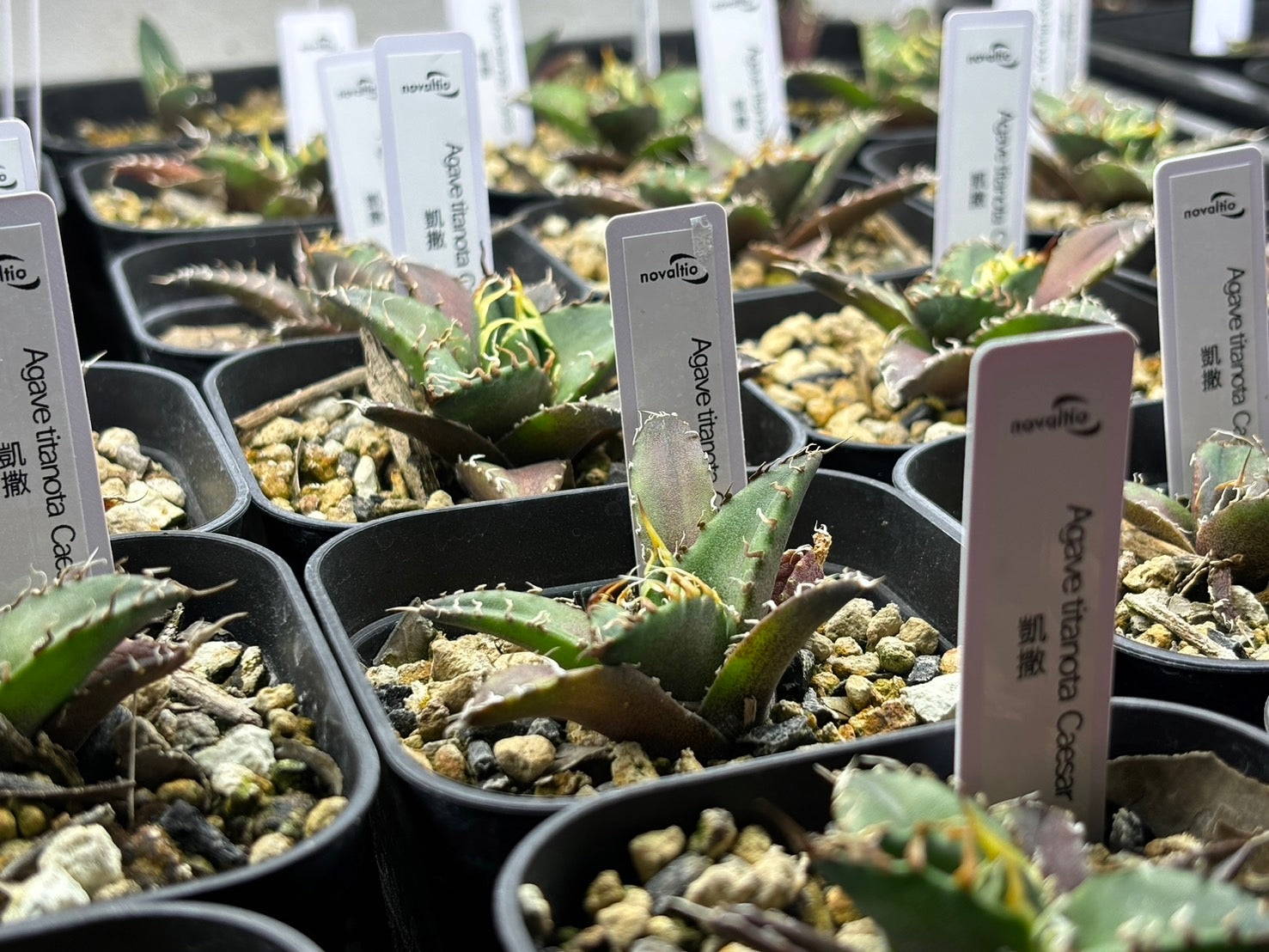 アガベ・チタノタ 取り扱い品種