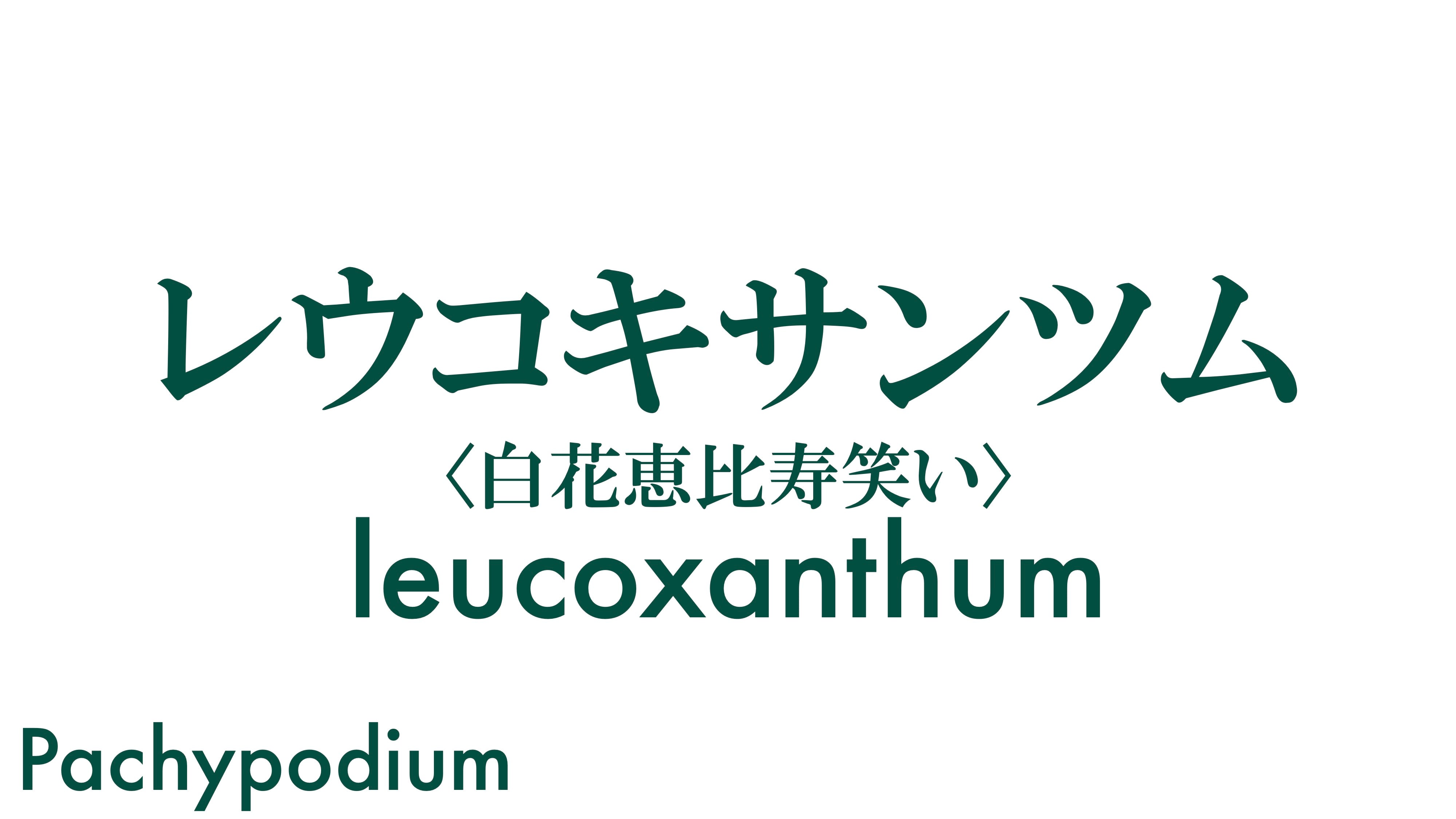 レウコキサンツム