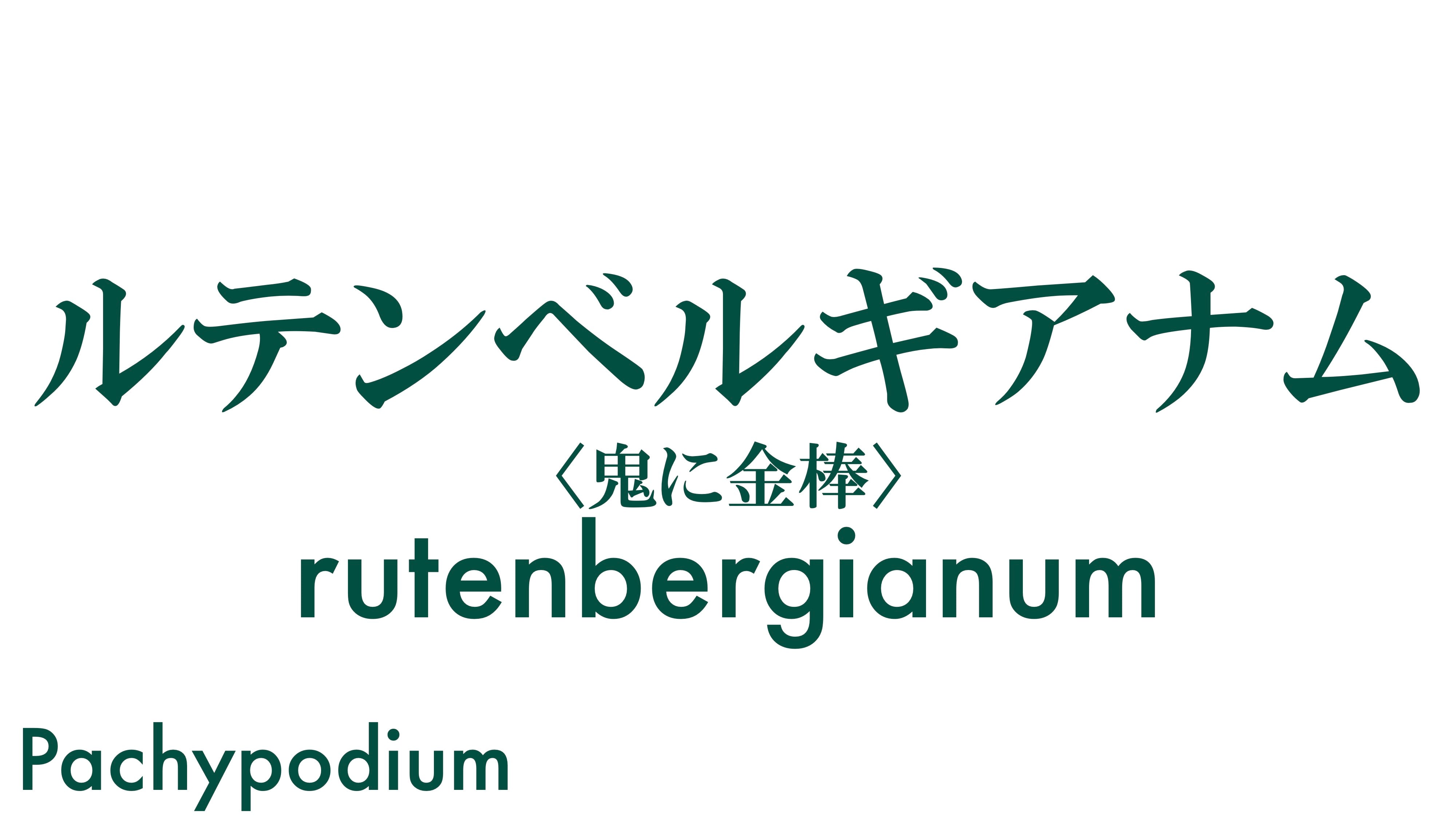 ルテンベルギアナム