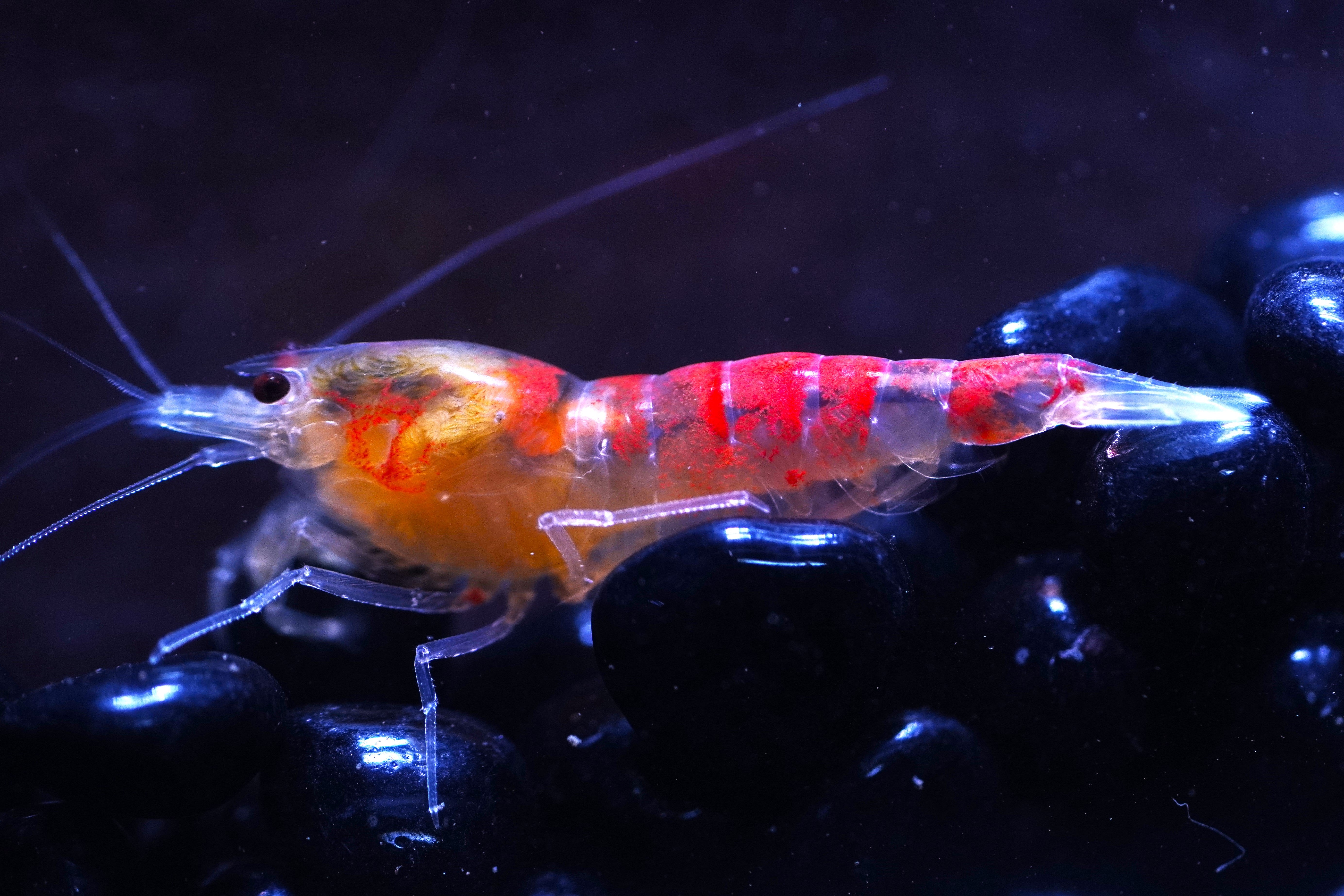 ドラゴンブロード レッド〈メス〉