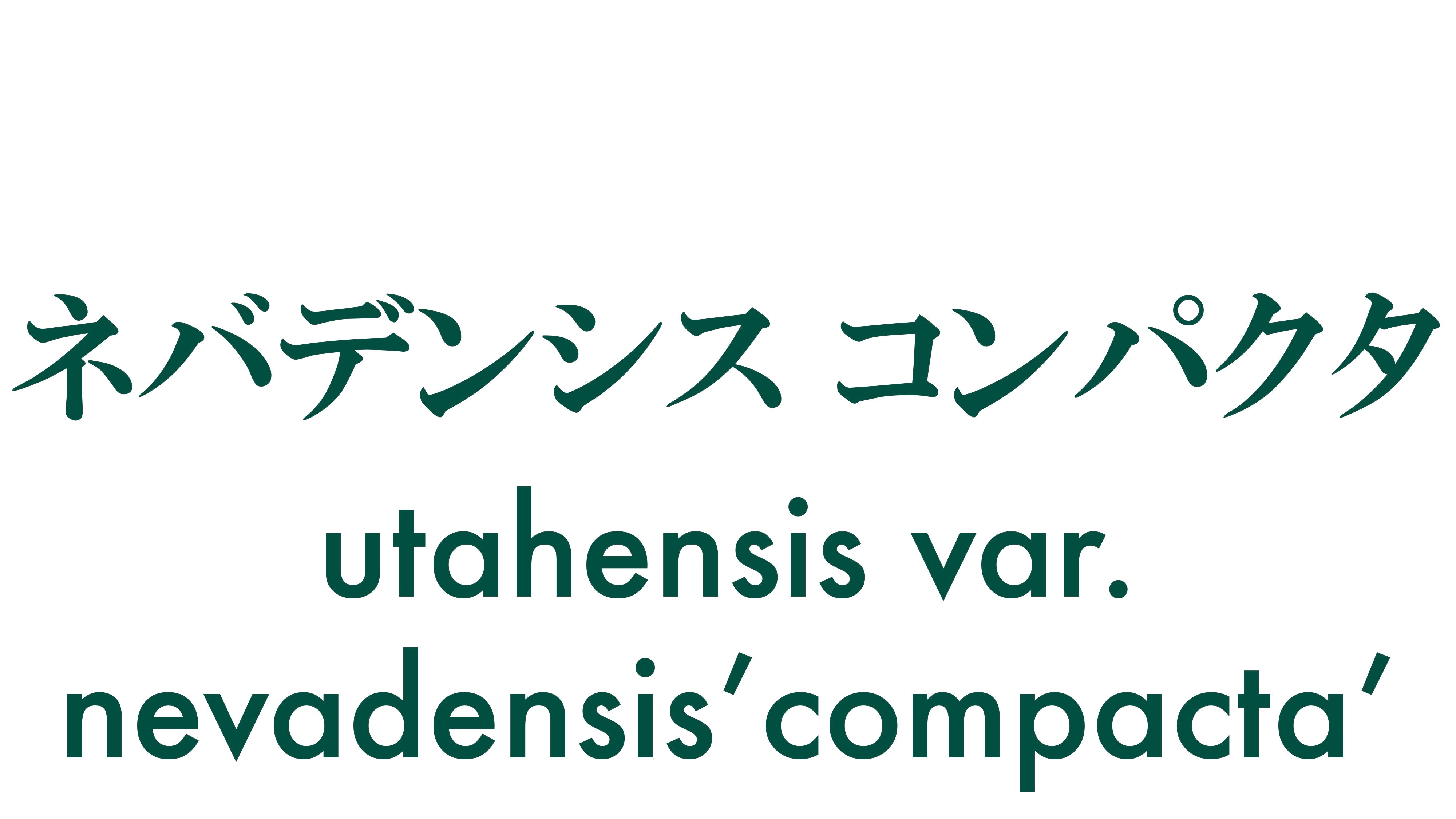 ネバデンシスコンパクタ
