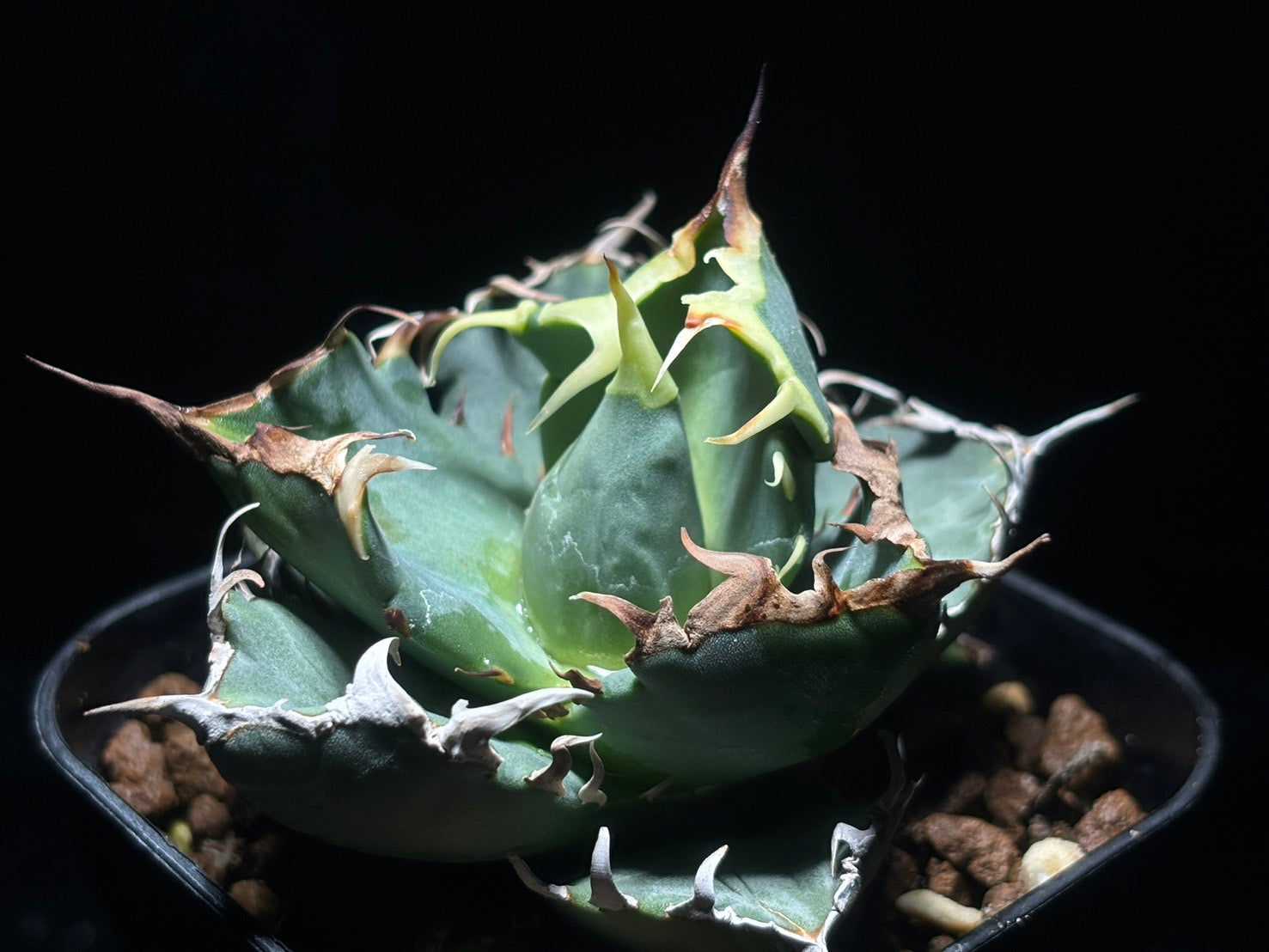 〈Lize‐リゼ〉蟹 子株〈品番-BL-21〉