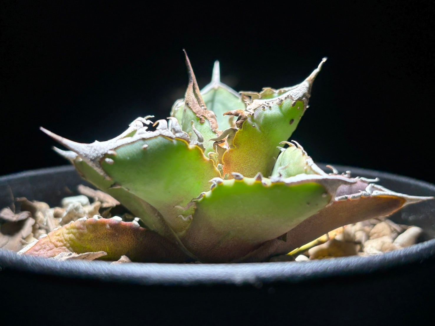 〈PAS〉星空 〈品番‐AFP-1〉