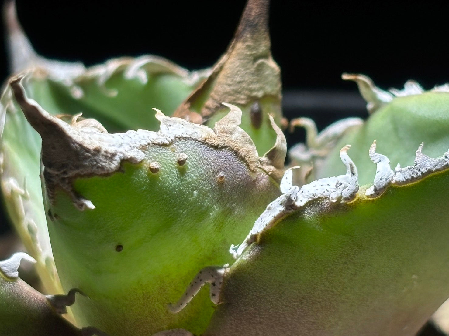〈PAS〉星空 〈品番‐AFP-1〉
