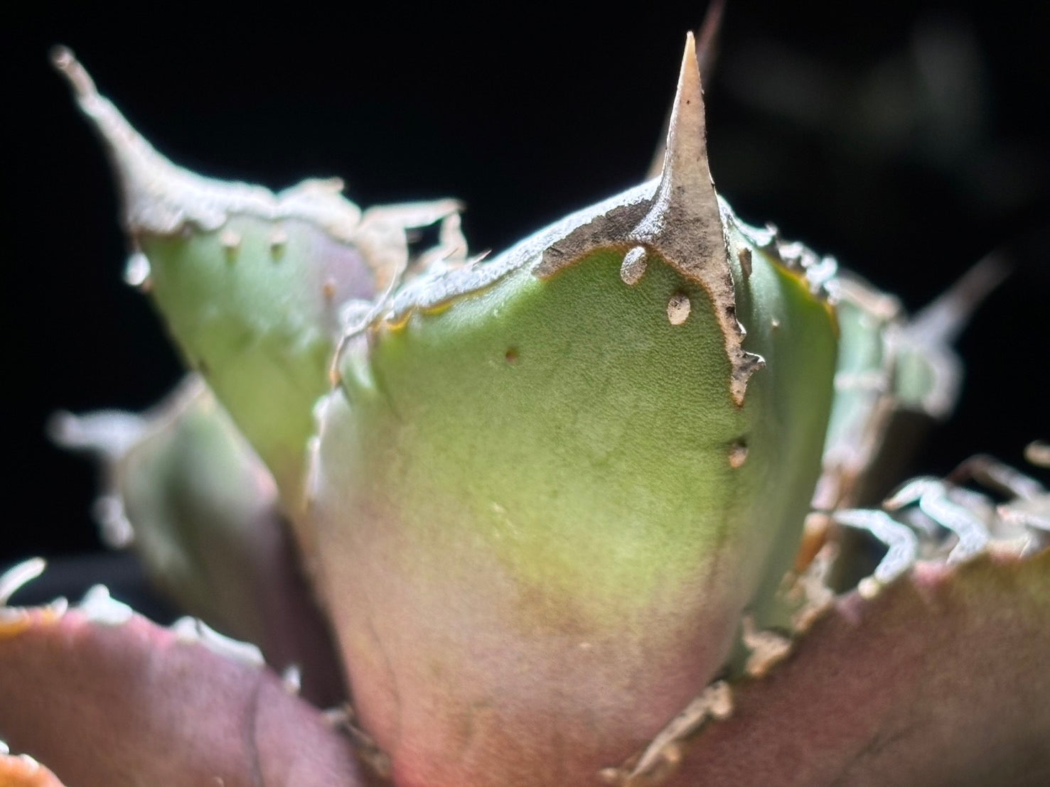 〈PAS〉星空 〈品番‐AFP-1〉