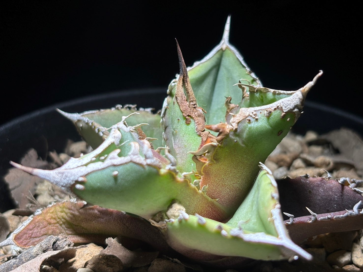 〈PAS〉星空 〈品番‐AFP-1〉