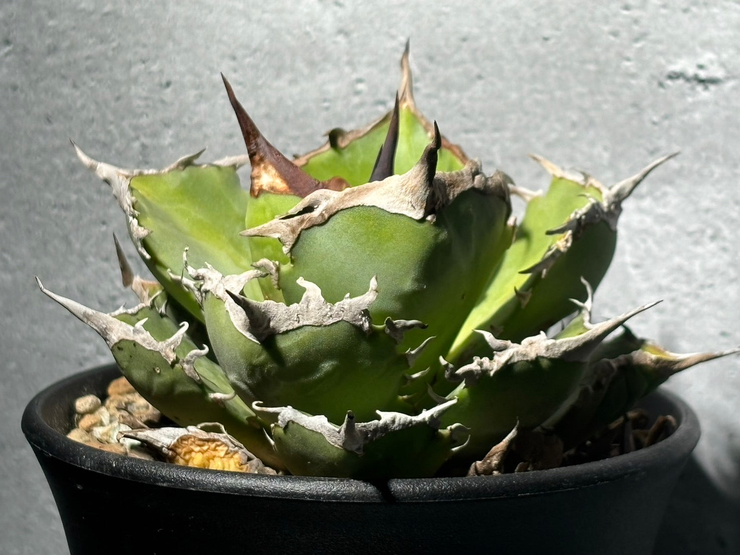 〈PAS〉獨角獣 〈品番‐UP-1〉