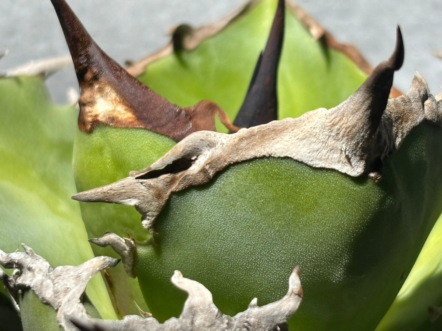 〈PAS〉獨角獣 〈品番‐UP-1〉