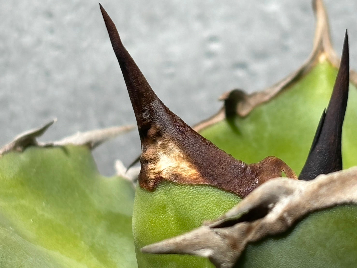 〈PAS〉獨角獣 〈品番‐UP-1〉