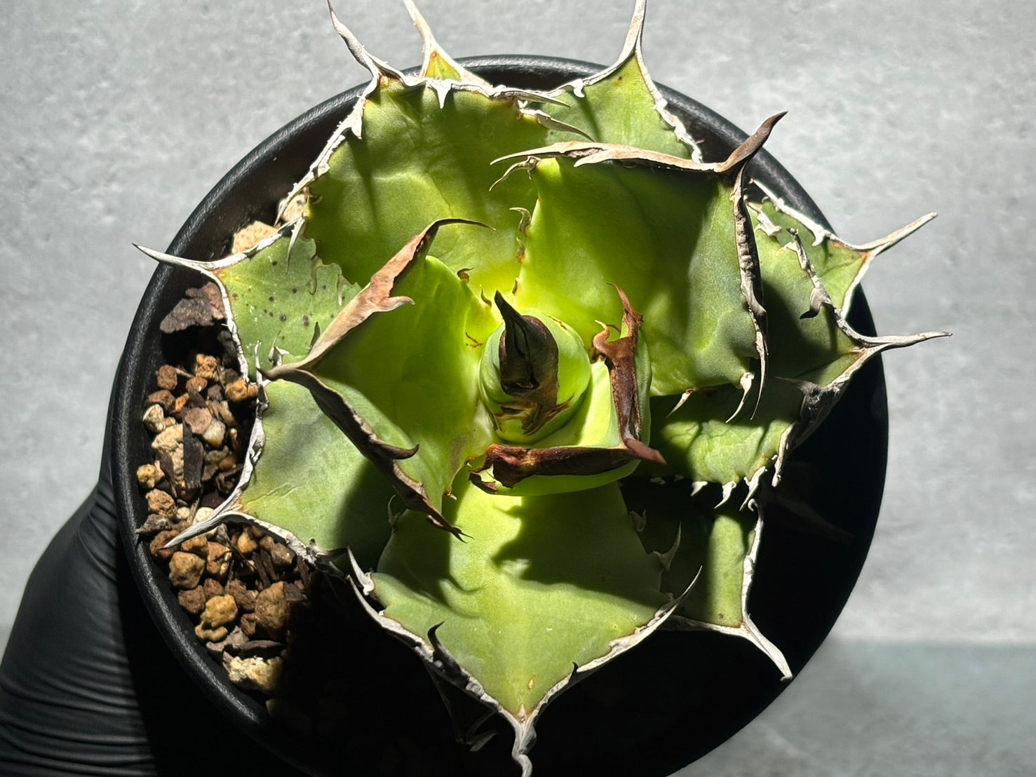 〈PAS〉獨角獣 〈品番‐UP-1〉