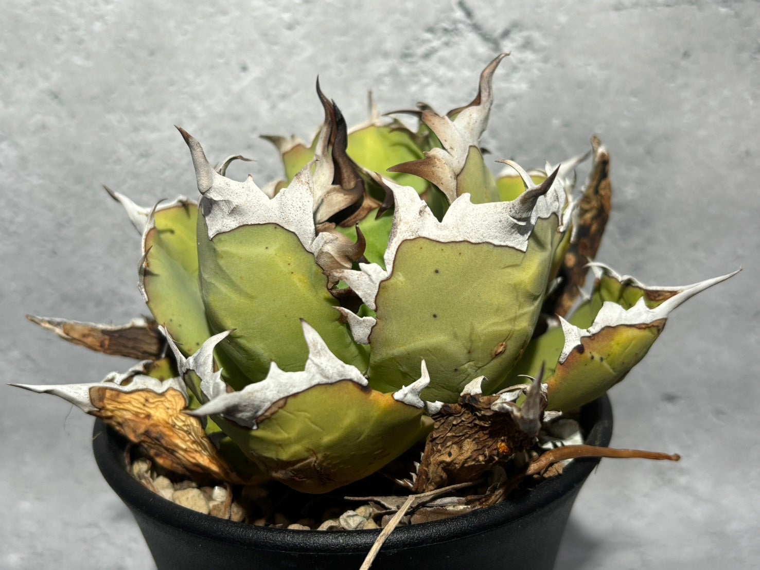 〈Lize‐リゼ〉東大姫厳龍 〈品番‐CL-23〉