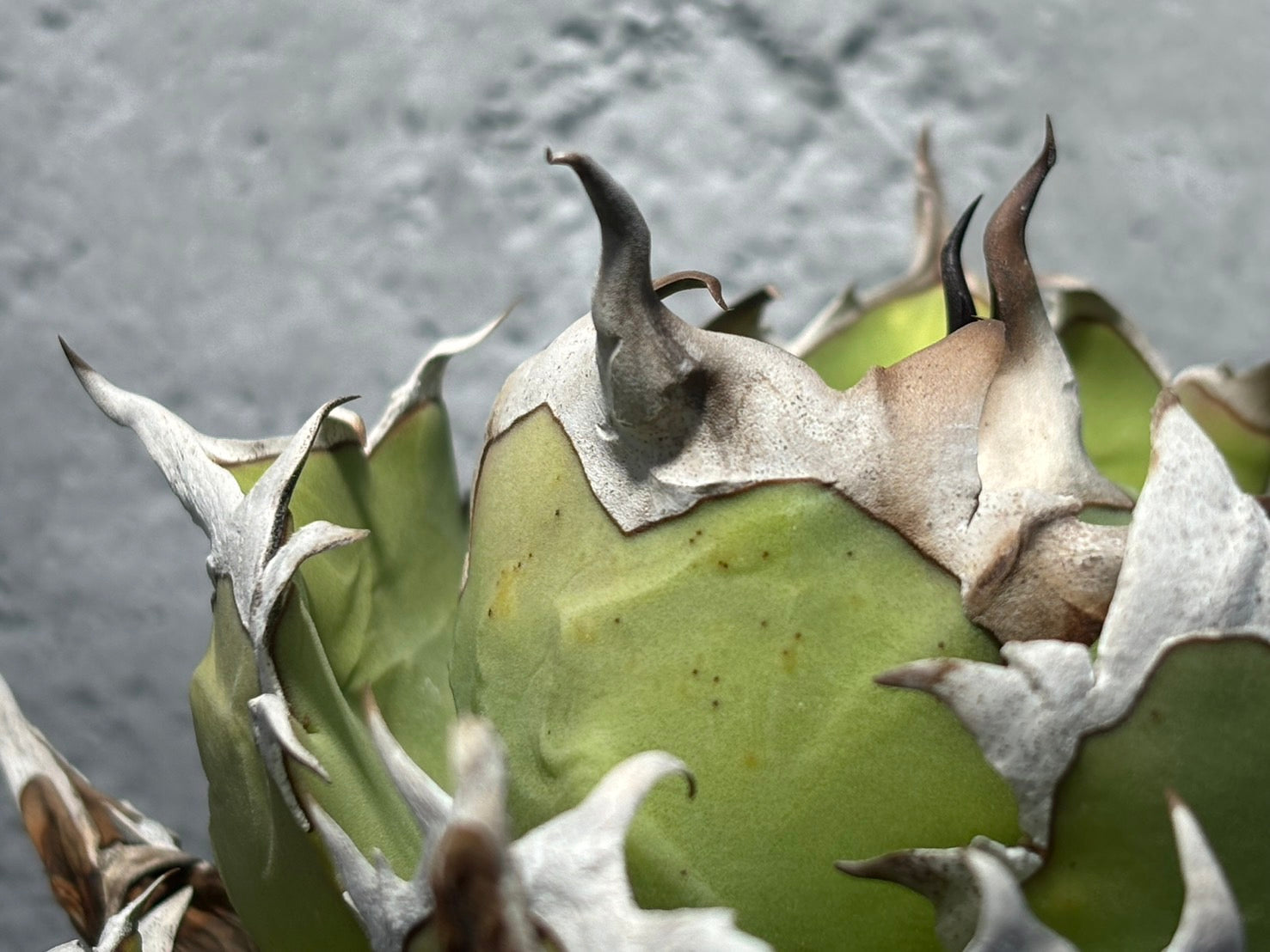 〈Lize‐リゼ〉東大姫厳龍 〈品番‐CL-23〉