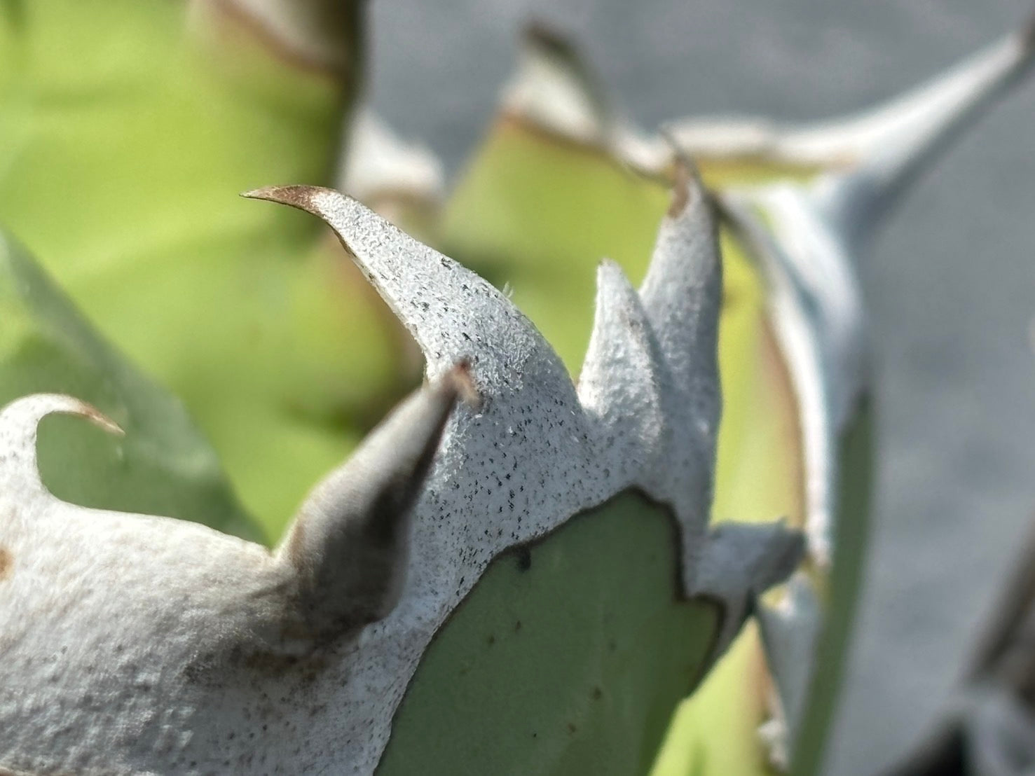 〈Lize‐リゼ〉東大姫厳龍 〈品番‐CL-23〉