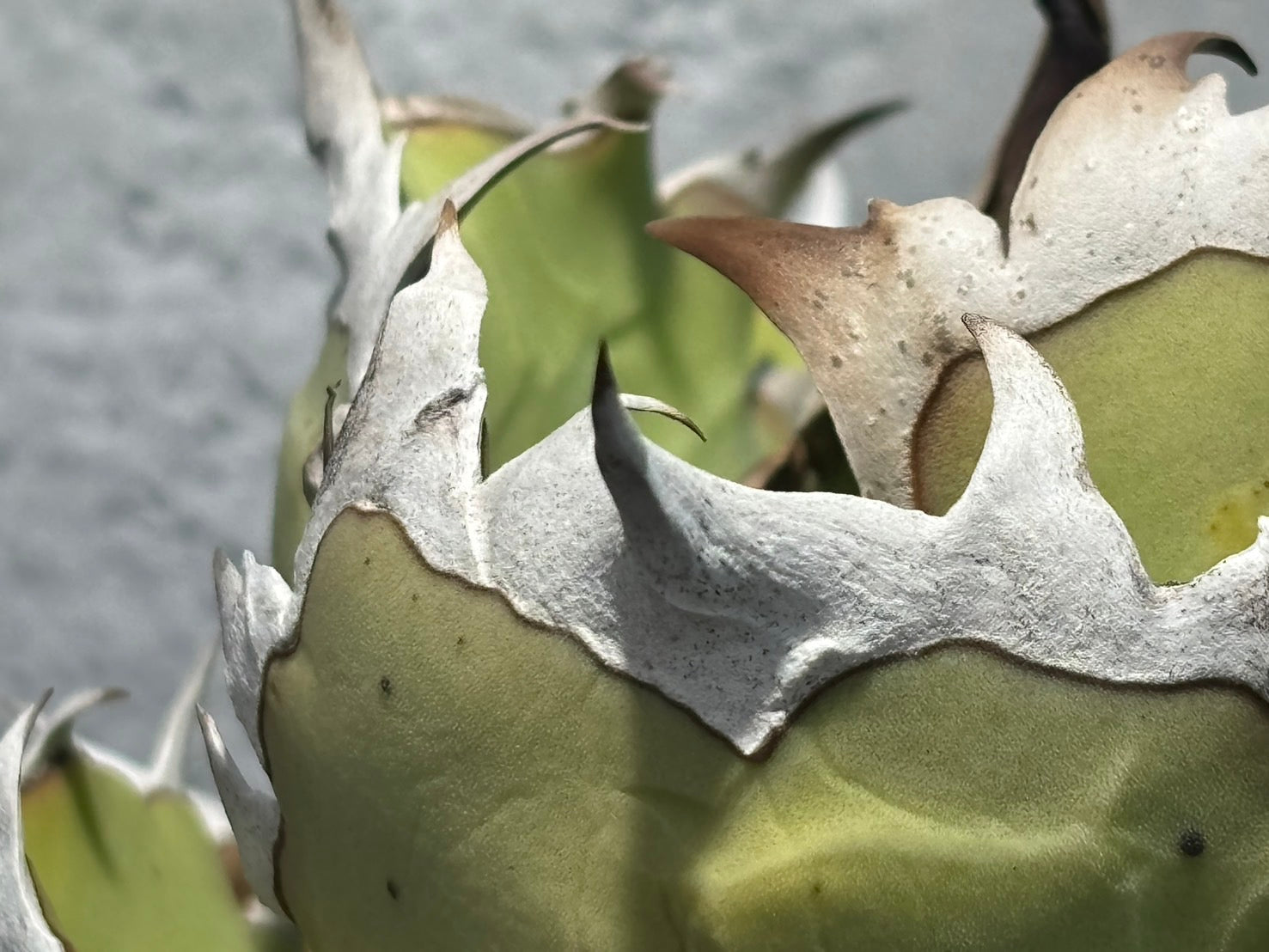 〈Lize‐リゼ〉東大姫厳龍 〈品番‐CL-23〉