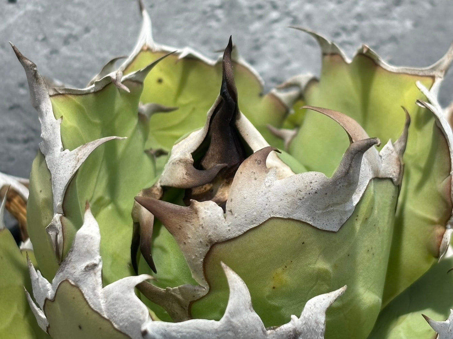 〈Lize‐リゼ〉東大姫厳龍 〈品番‐CL-23〉