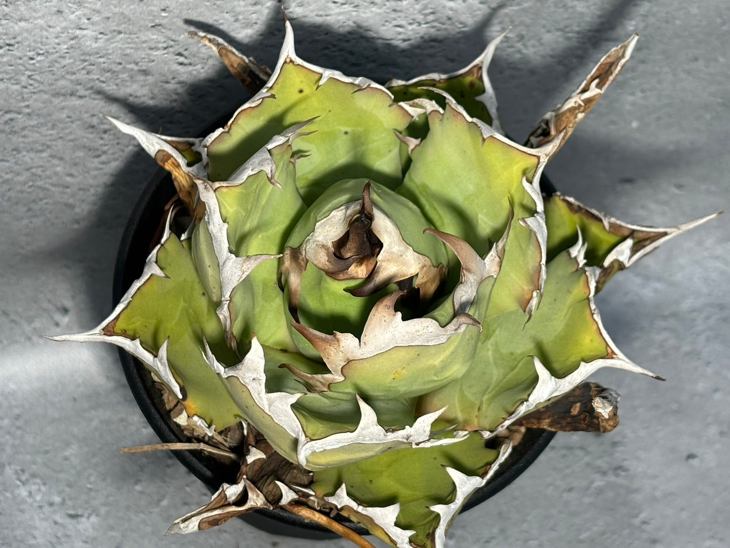 〈Lize‐リゼ〉東大姫厳龍 〈品番‐CL-23〉