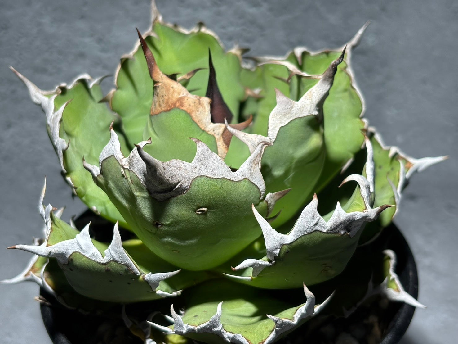 〈Lize‐リゼ〉東大姫厳龍 〈品番‐CL-6〉