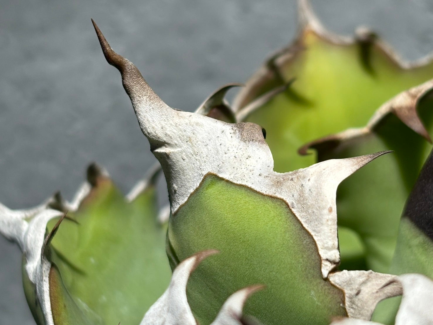 〈Lize‐リゼ〉東大姫厳龍 〈品番‐CL-6〉