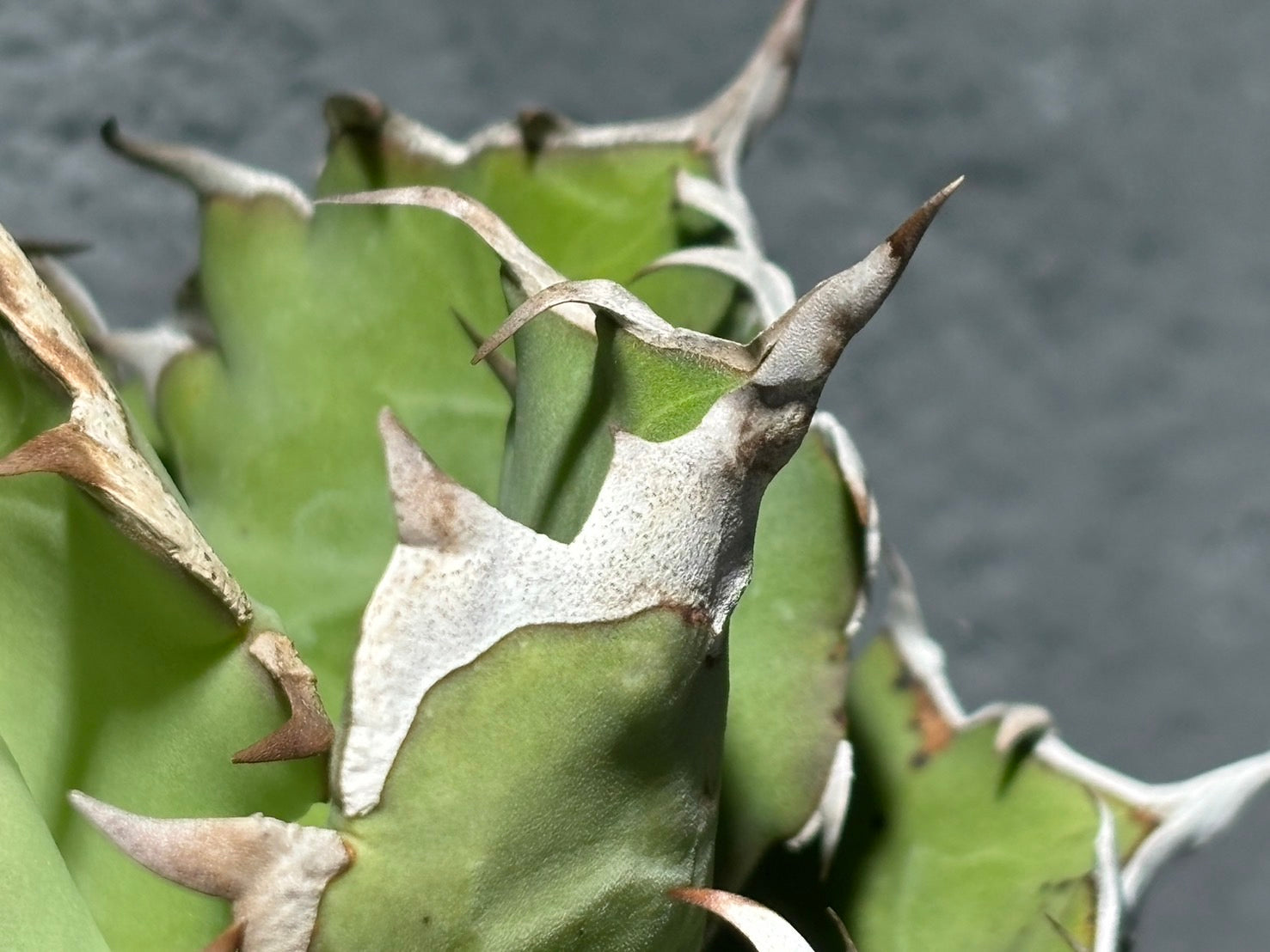 〈Lize‐リゼ〉東大姫厳龍 〈品番‐CL-6〉