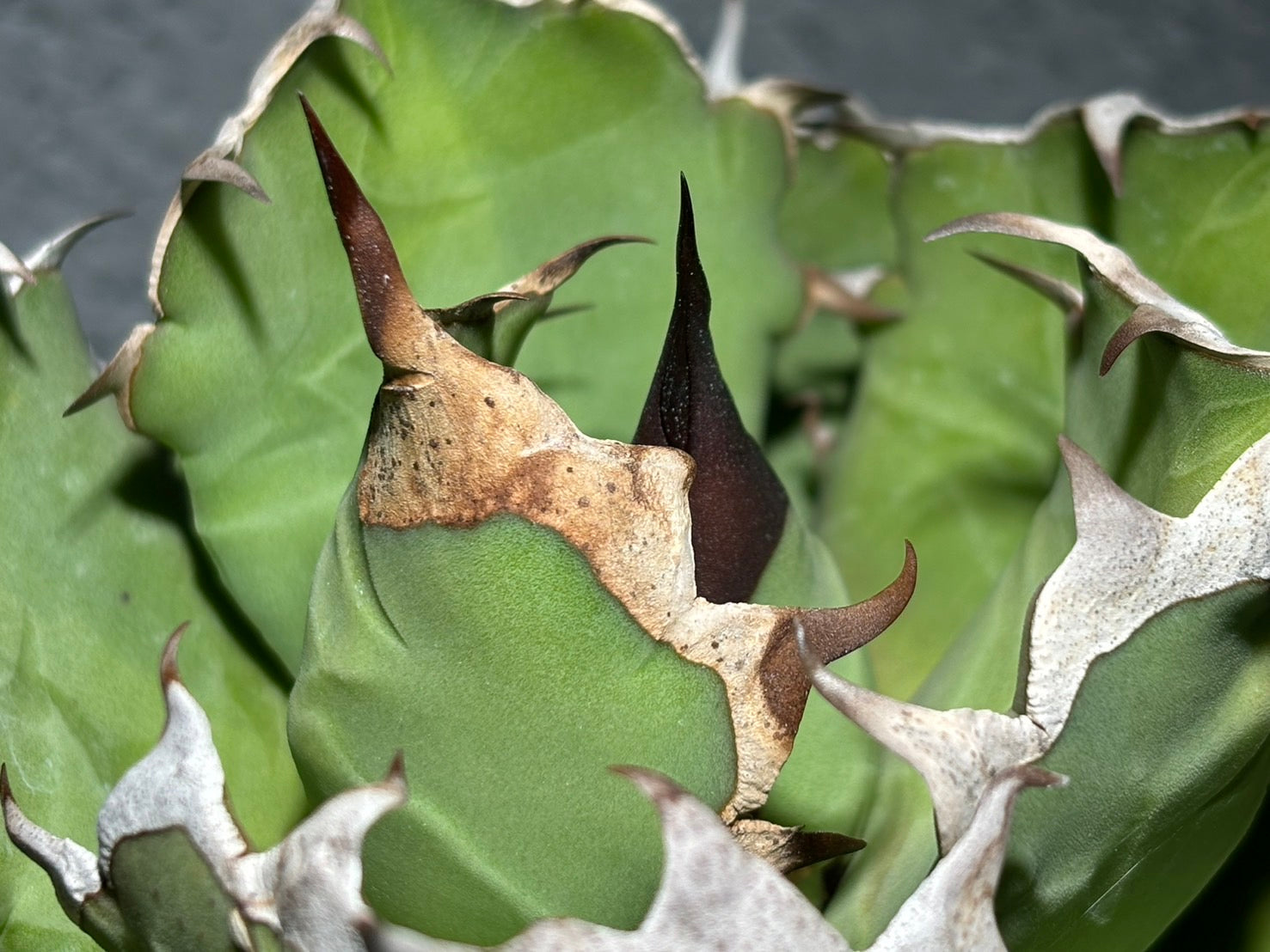 〈Lize‐リゼ〉東大姫厳龍 〈品番‐CL-6〉