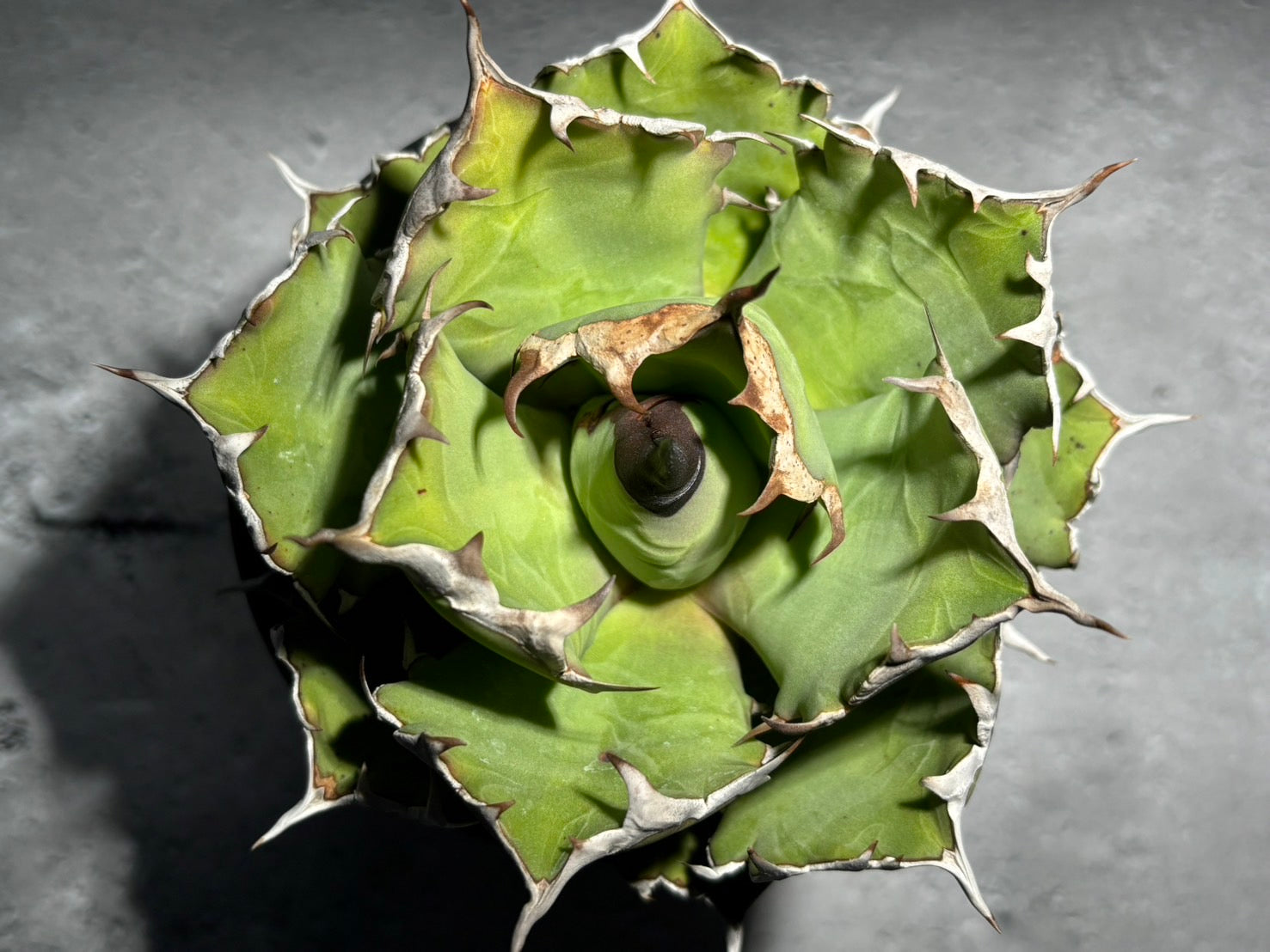 〈Lize‐リゼ〉東大姫厳龍 〈品番‐CL-6〉