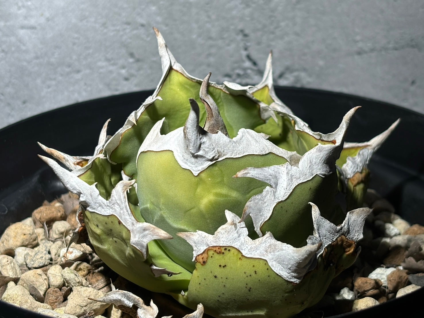 〈Lize‐リゼ〉蟹 〈品番‐BL-17〉