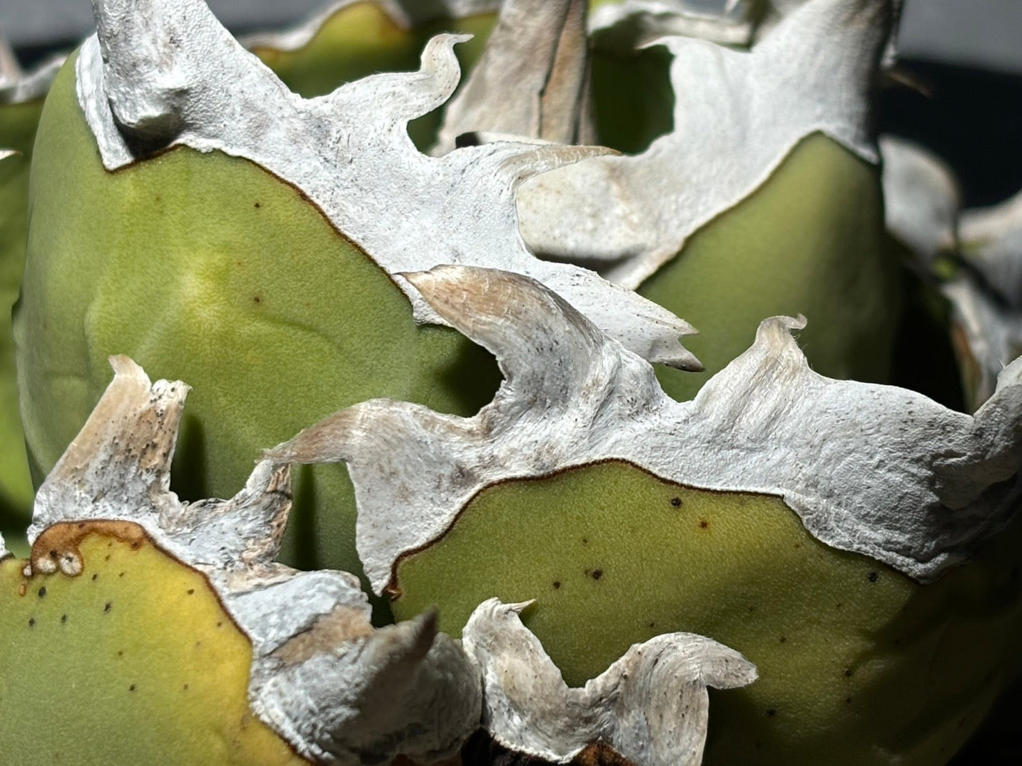 〈Lize‐リゼ〉蟹 〈品番‐BL-17〉