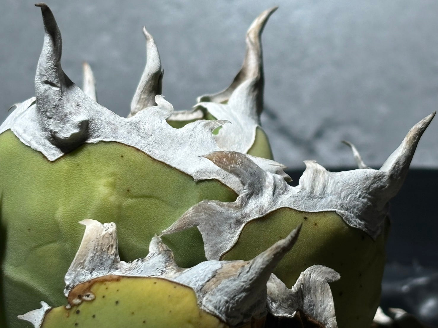 〈Lize‐リゼ〉蟹 〈品番‐BL-17〉