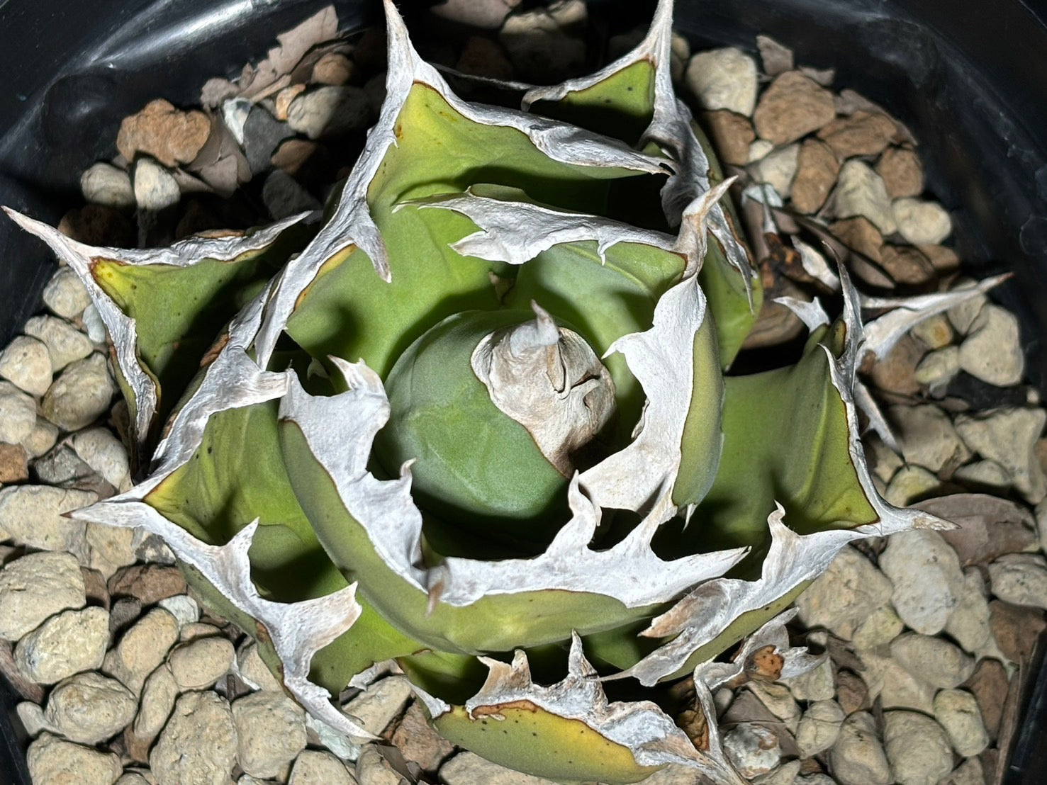 〈Lize‐リゼ〉蟹 〈品番‐BL-17〉