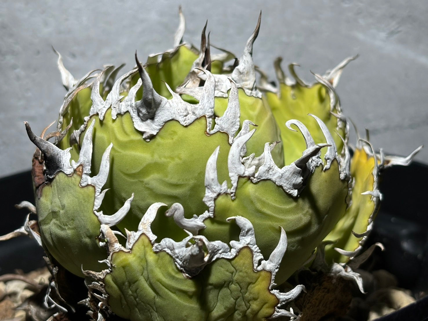 〈Lize‐リゼ〉フィリグリー 〈品番‐AL-19〉