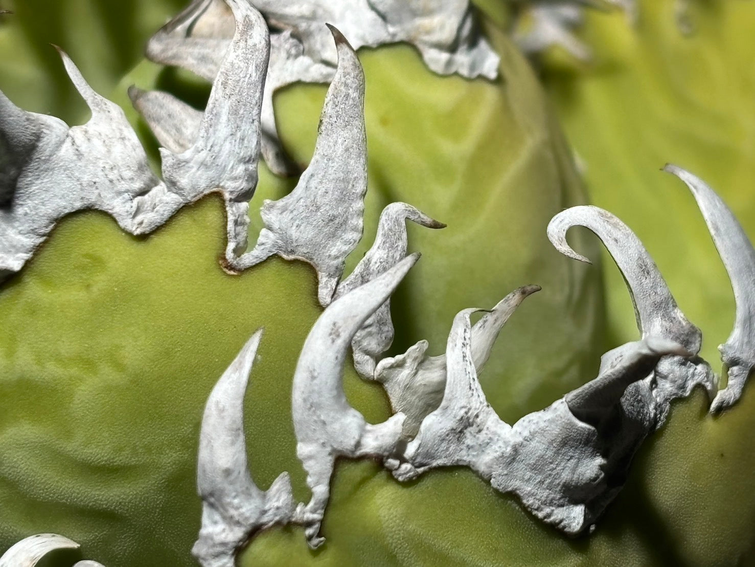 〈Lize‐リゼ〉フィリグリー 〈品番‐AL-19〉