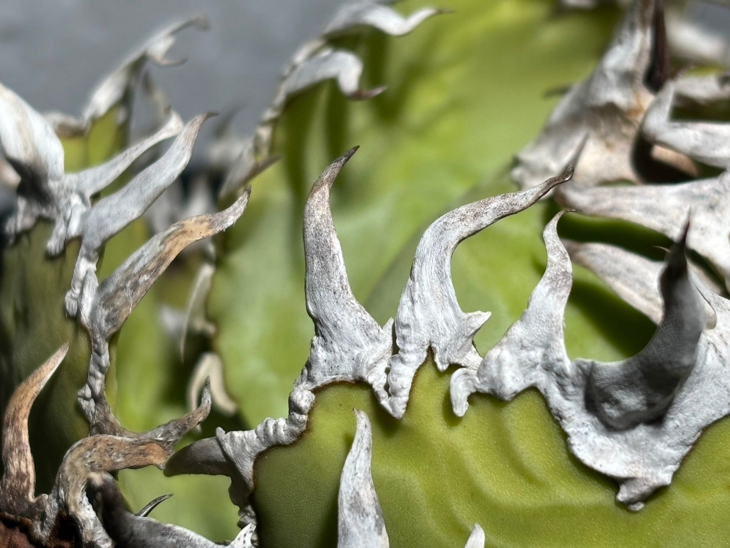 〈Lize‐リゼ〉フィリグリー 〈品番‐AL-19〉