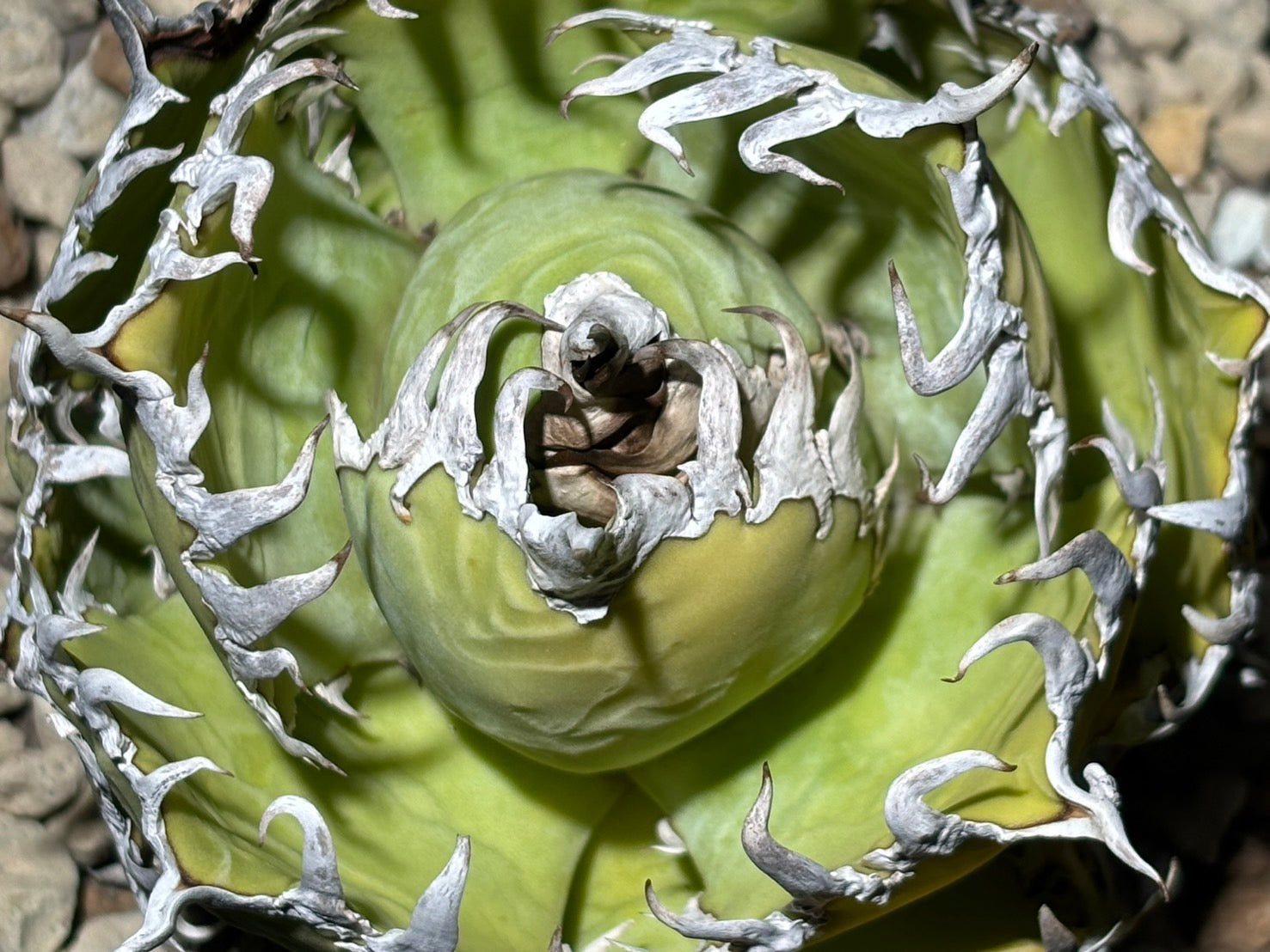 〈Lize‐リゼ〉フィリグリー 〈品番‐AL-19〉