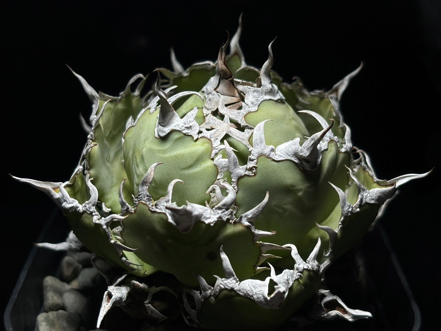 〈Lize‐リゼ〉フィリグリー 〈品番‐AL-9〉