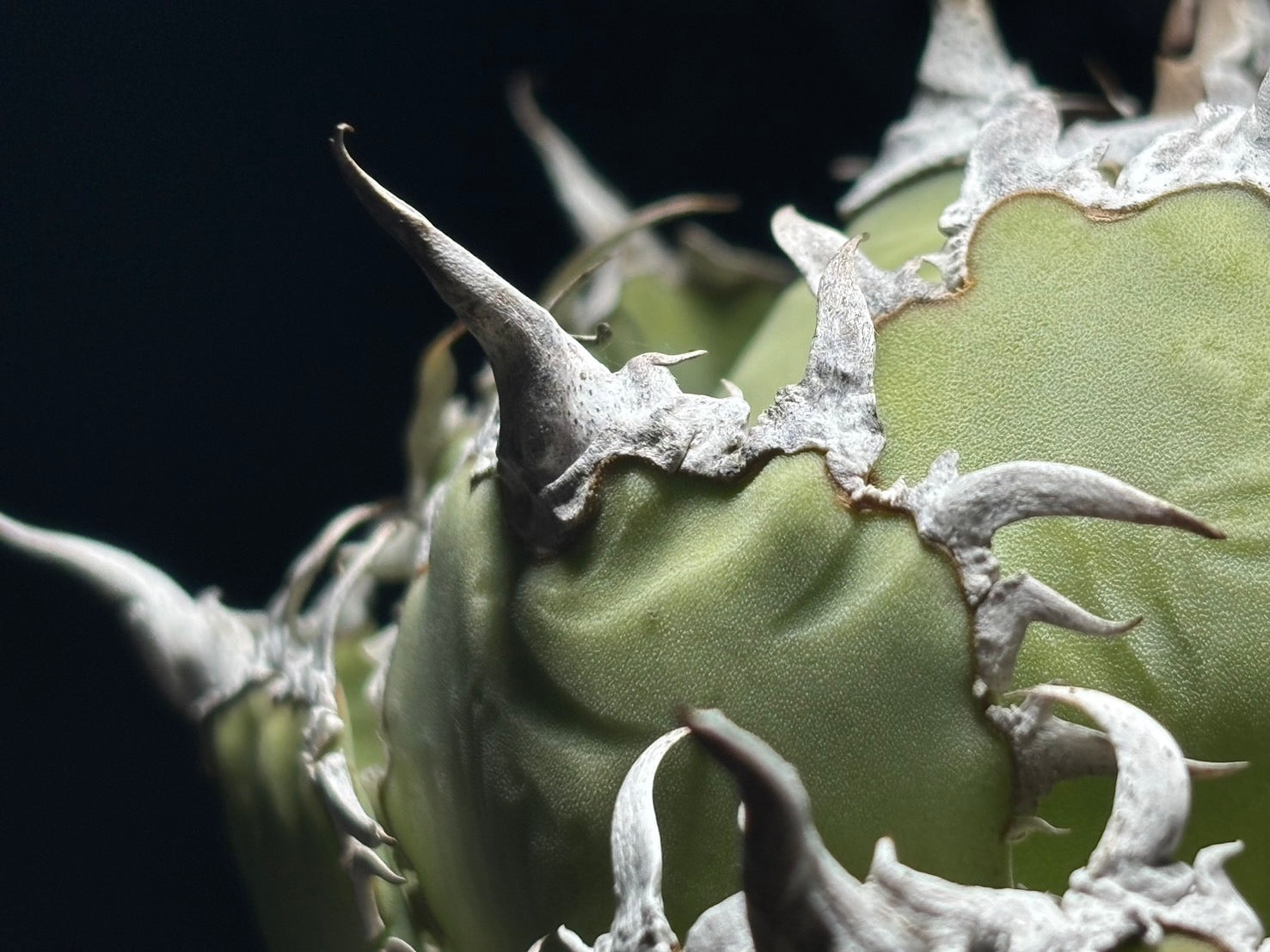 〈Lize‐リゼ〉フィリグリー 〈品番‐AL-9〉