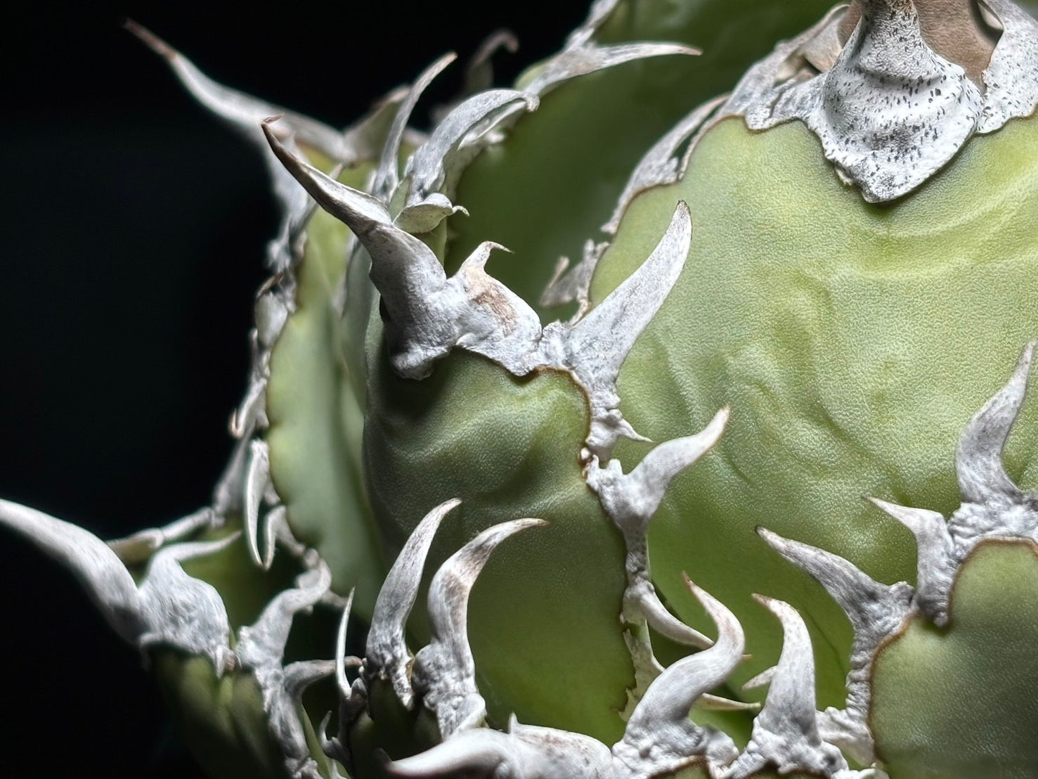 〈Lize‐リゼ〉フィリグリー 〈品番‐AL-9〉