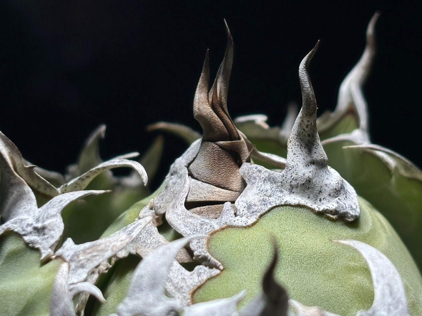 〈Lize‐リゼ〉フィリグリー 〈品番‐AL-9〉