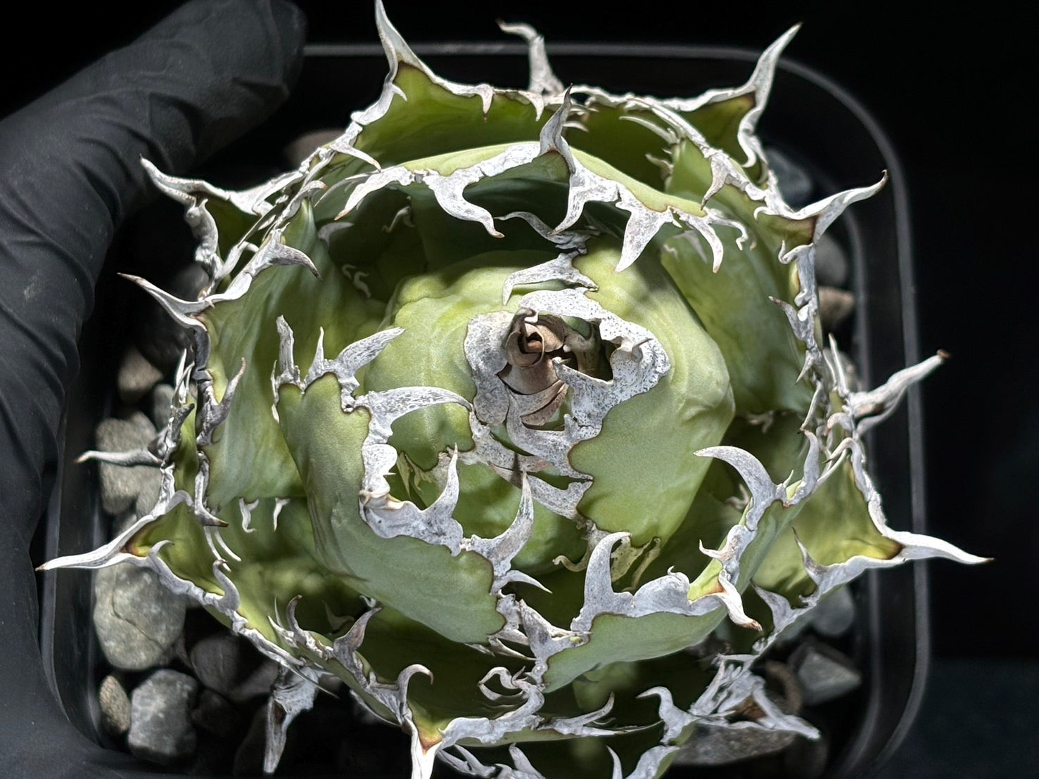 〈Lize‐リゼ〉フィリグリー 〈品番‐AL-9〉