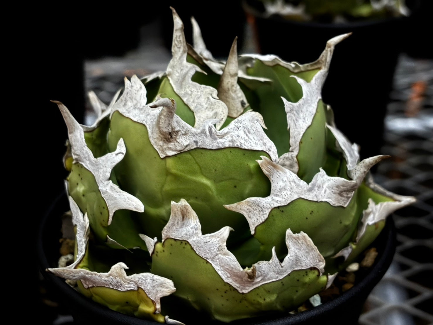 〈Lize‐リゼ〉蟹 子株〈品番-BL-27〉