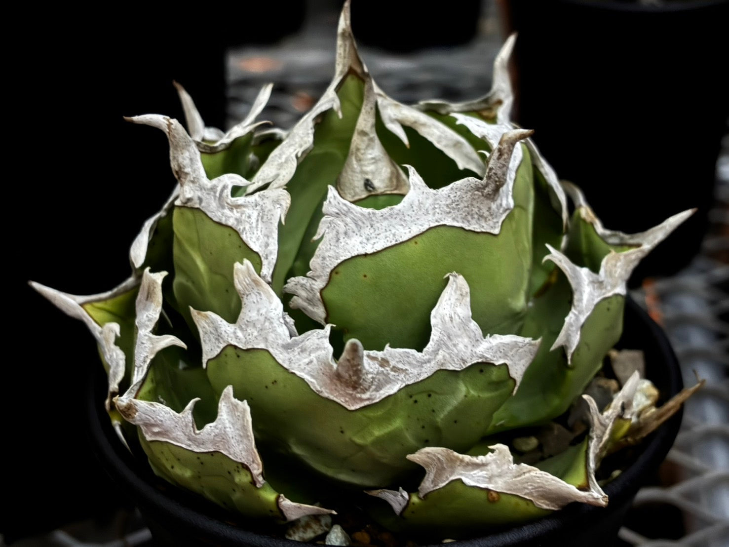 〈Lize‐リゼ〉蟹 子株〈品番-BL-29〉