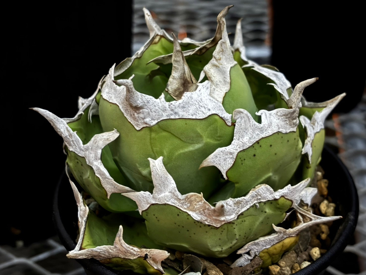 〈Lize‐リゼ〉蟹 子株〈品番-BL-27〉