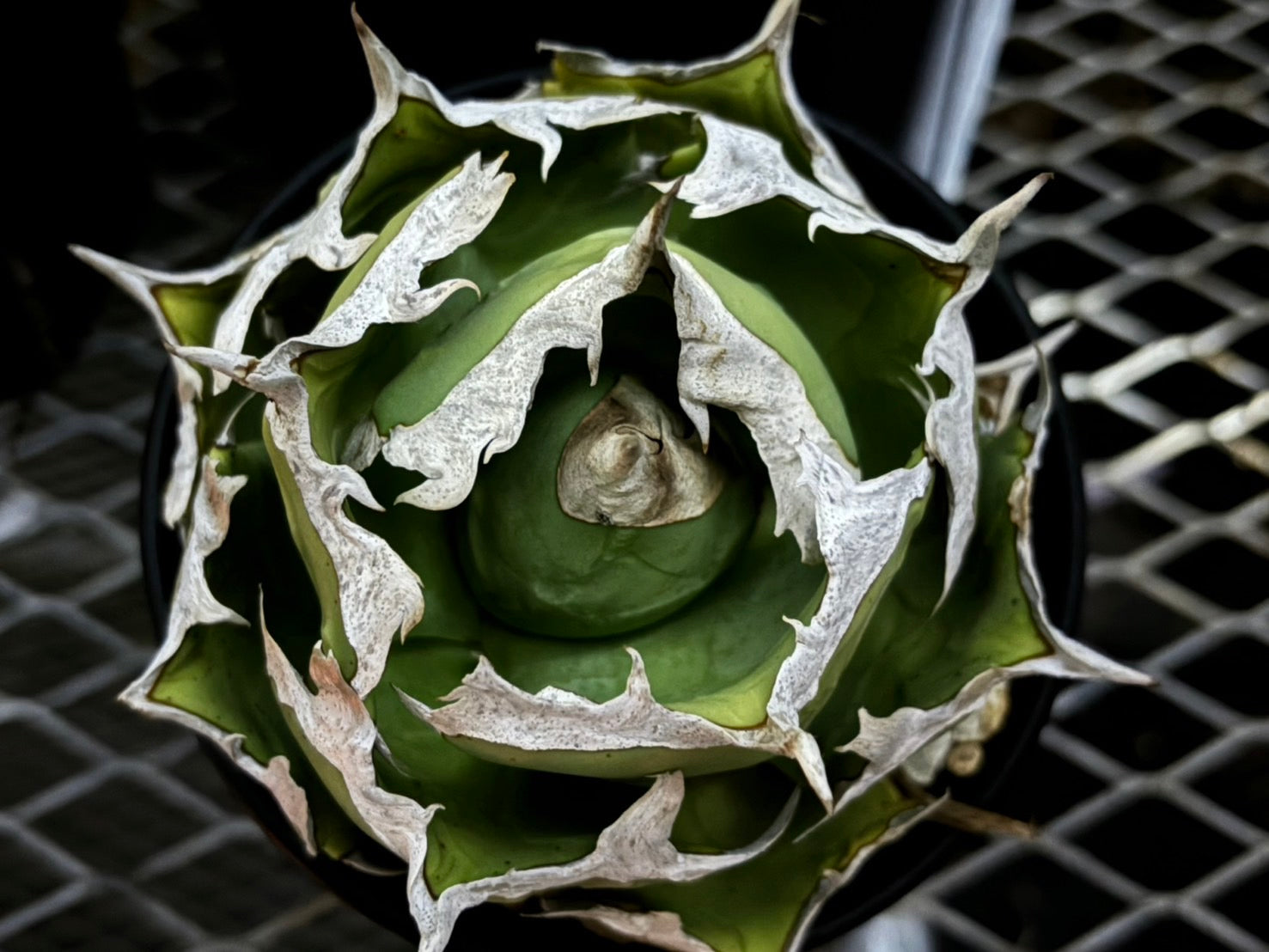 〈Lize‐リゼ〉蟹 子株〈品番-BL-29〉