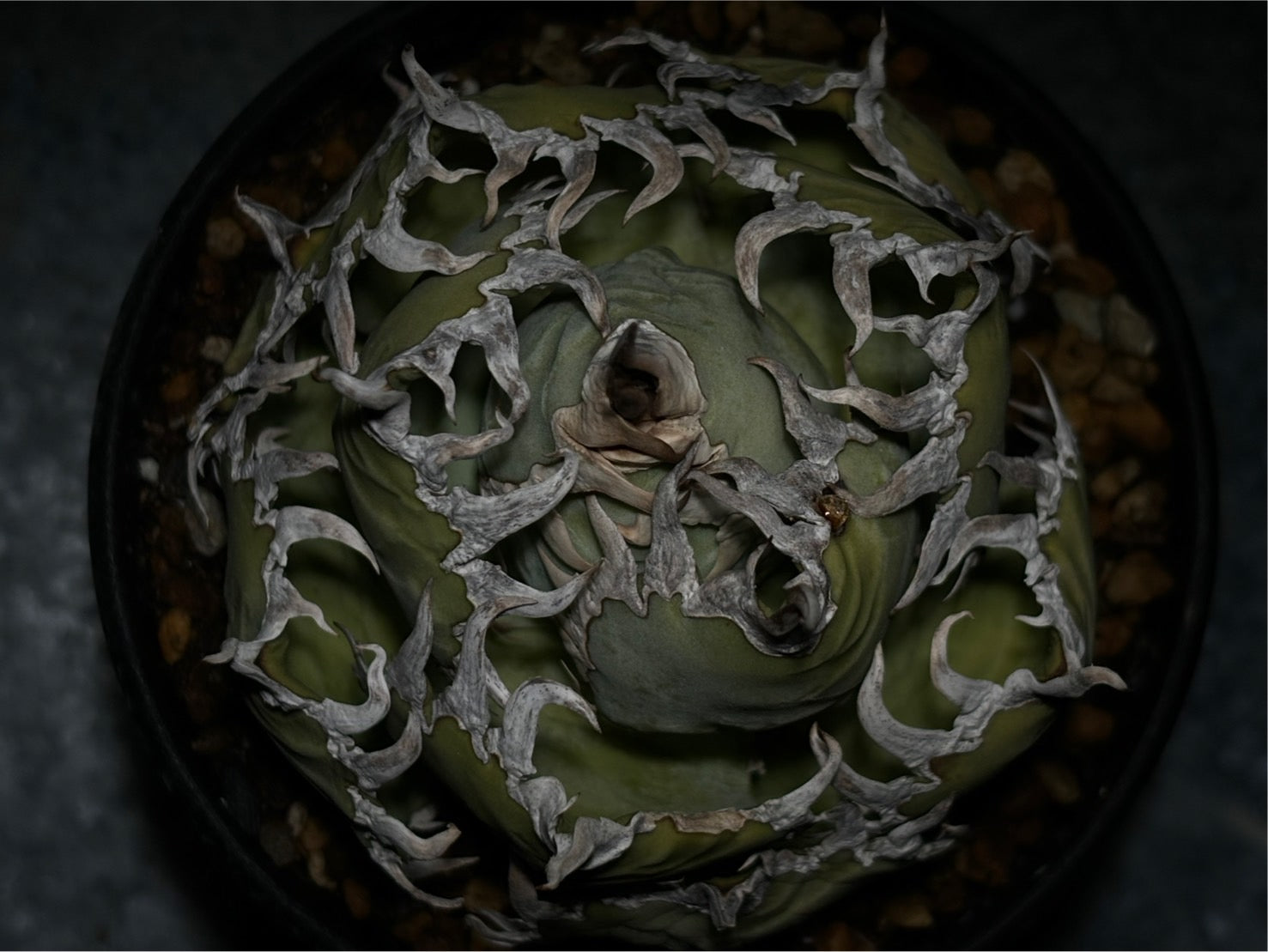 〈Lize‐リゼ〉フィリグリー 〈品番‐AL-8〉