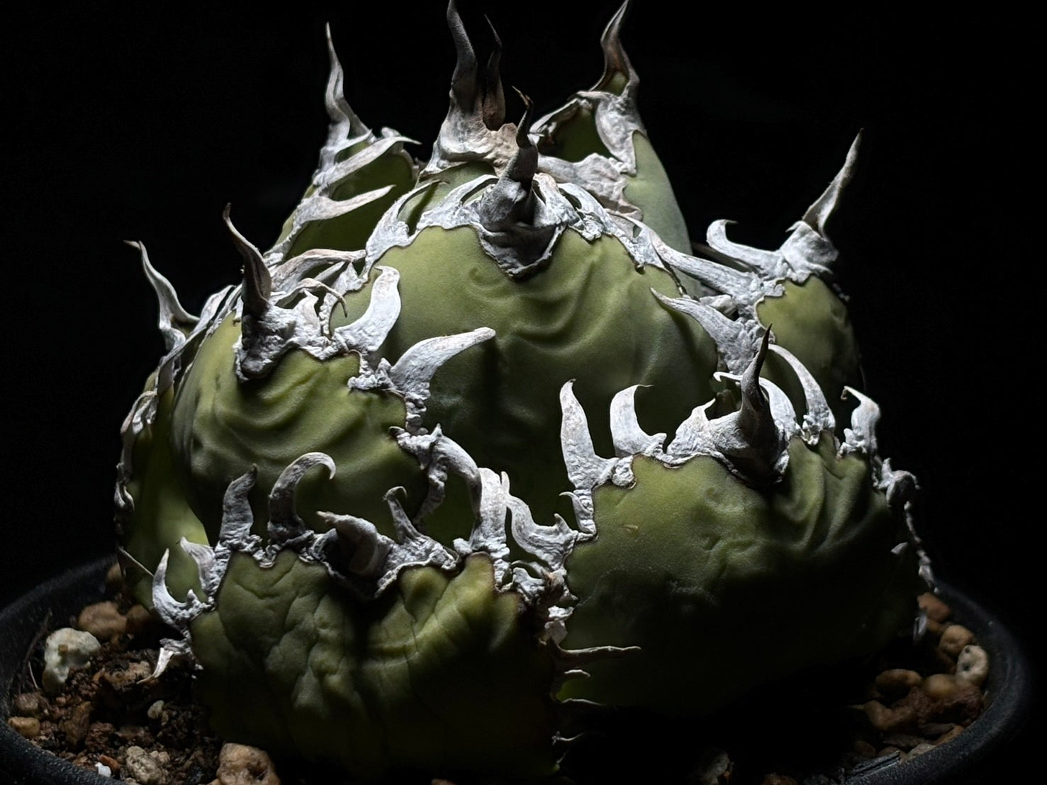 〈Lize‐リゼ〉フィリグリー 〈品番‐AL-8〉